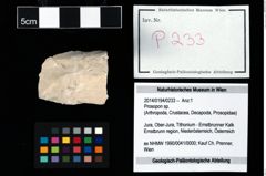 Foto (Objekt + Etikett) von Prosopon sp.  (NHMW-GEO-2014-0194-0233)